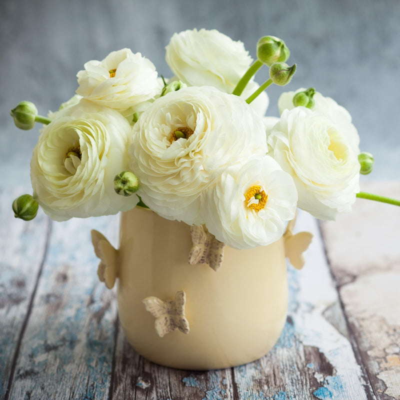 White ranunculus flowers in vase
