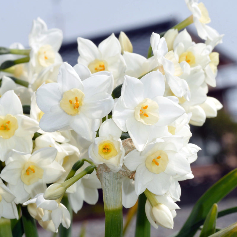 Narcissus - Paperwhite Inbal (17+ cm)