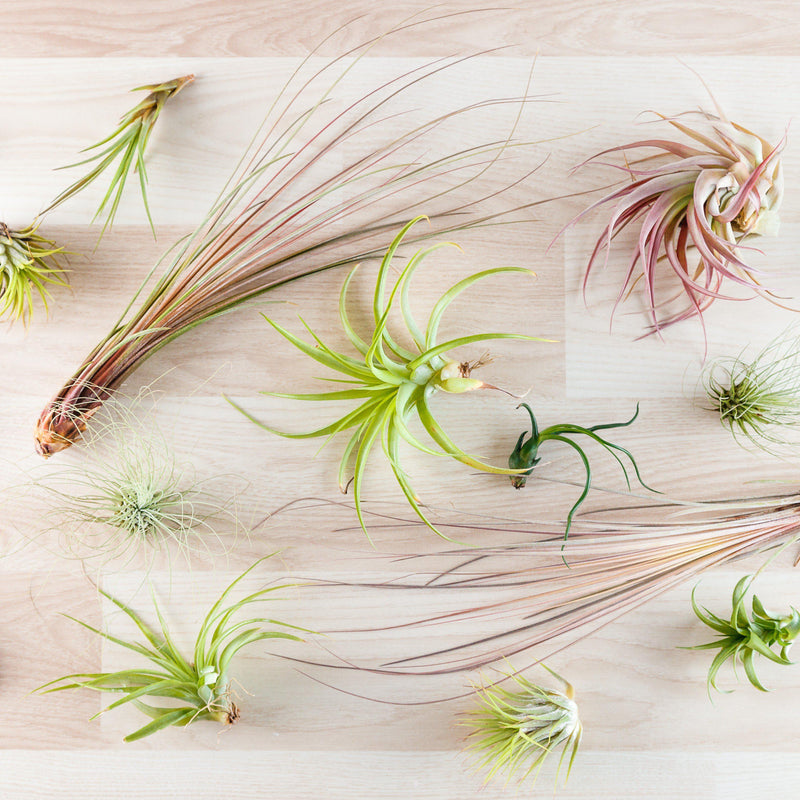 Assorted Tillandsia Collection - 10 pack 