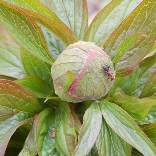 Raspberry & Cream Peony flowers - bud stage