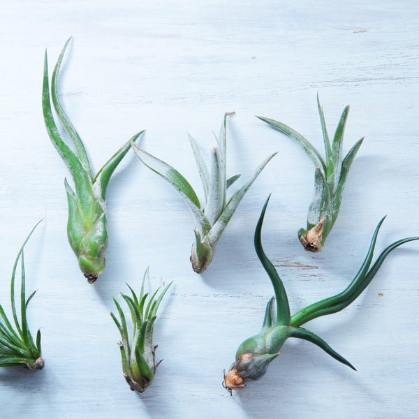 Charming Air Plant For Sale Online Tillandsia Easy To Grow Bulbs