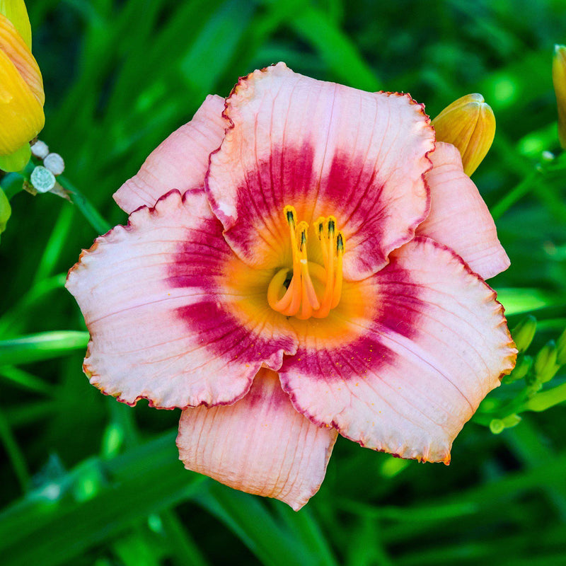 strawberry and pink daylily flower