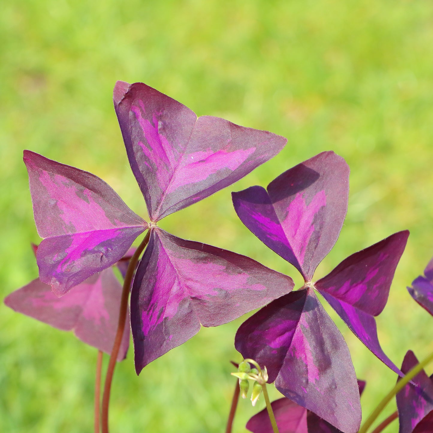 Dazzling Two-Toned Oxalis