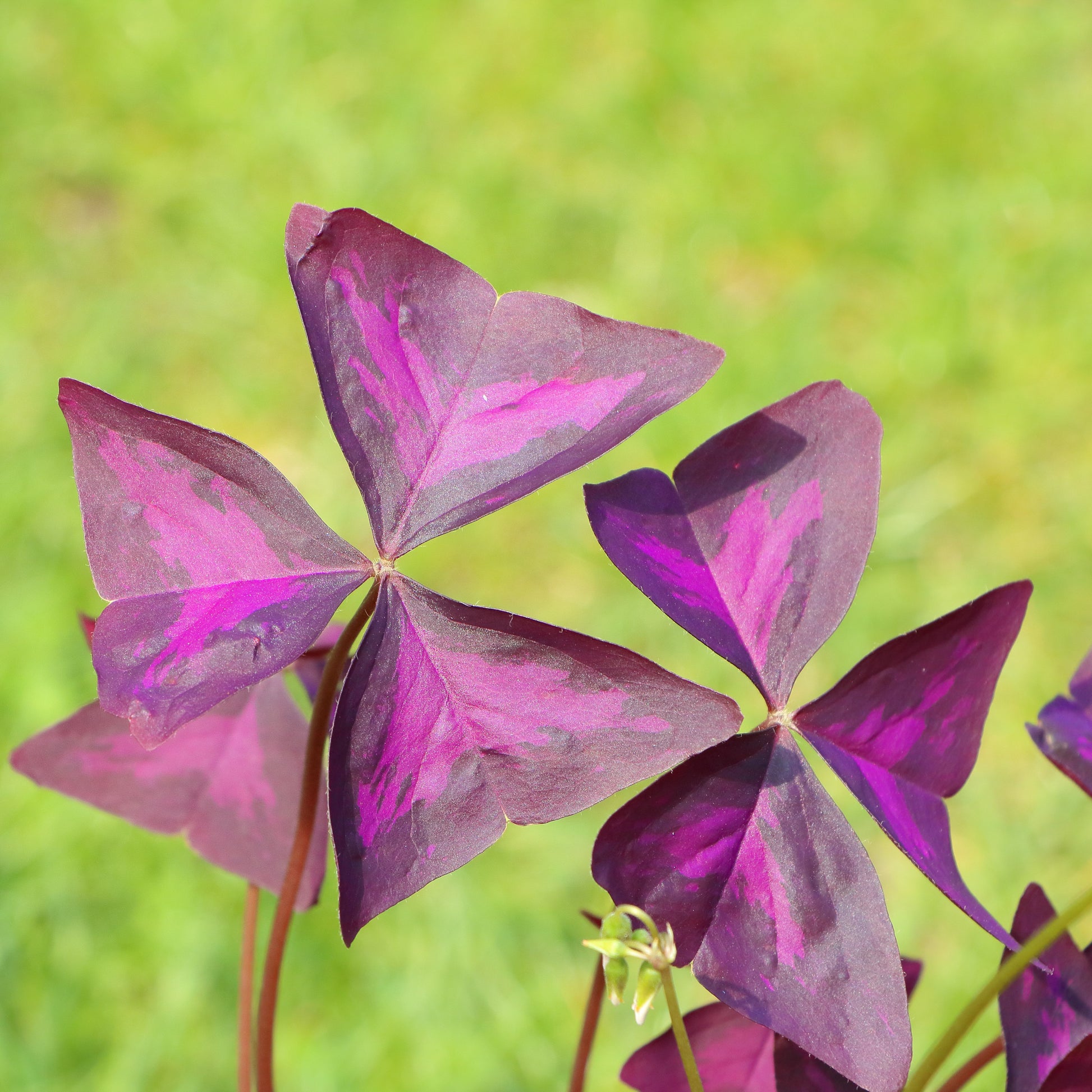 Dazzling Two-Toned Oxalis