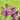 Close Up Purple Flowers Oxalis Triangularis 