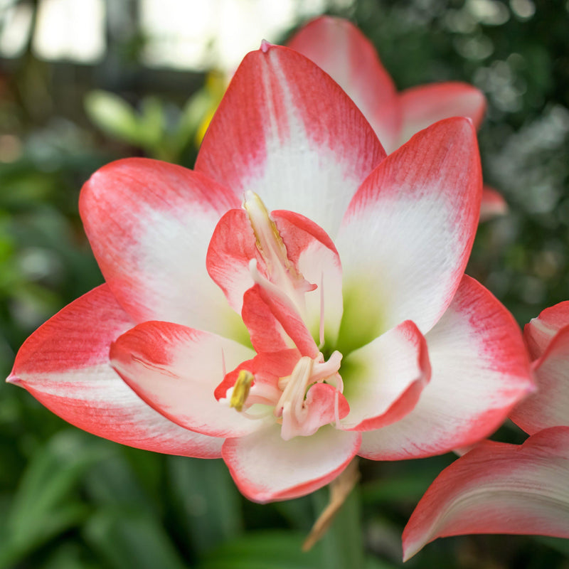 Red and White Star Amaryllis