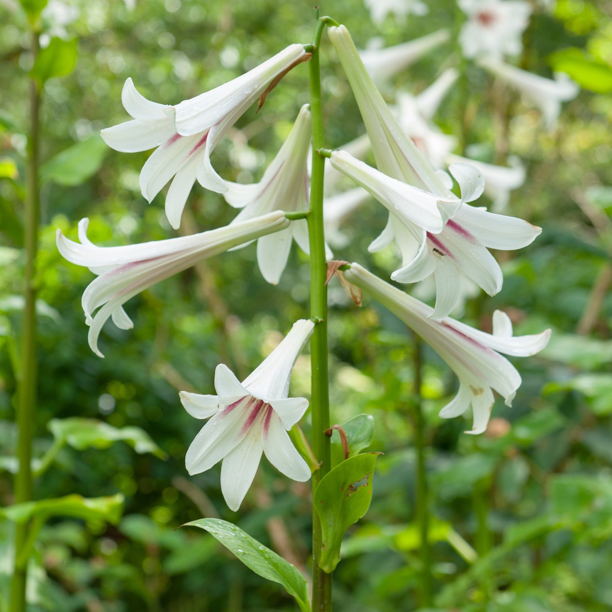 giant lily flower Giant Himalayan Lily – Easy To Grow Bulbs