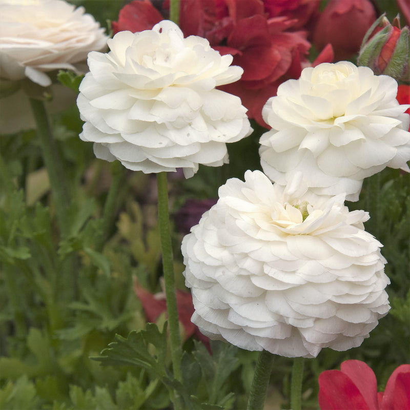 Tecolote Ranunculus White Bulbs For Sale | White Ranunculus – Easy To ...