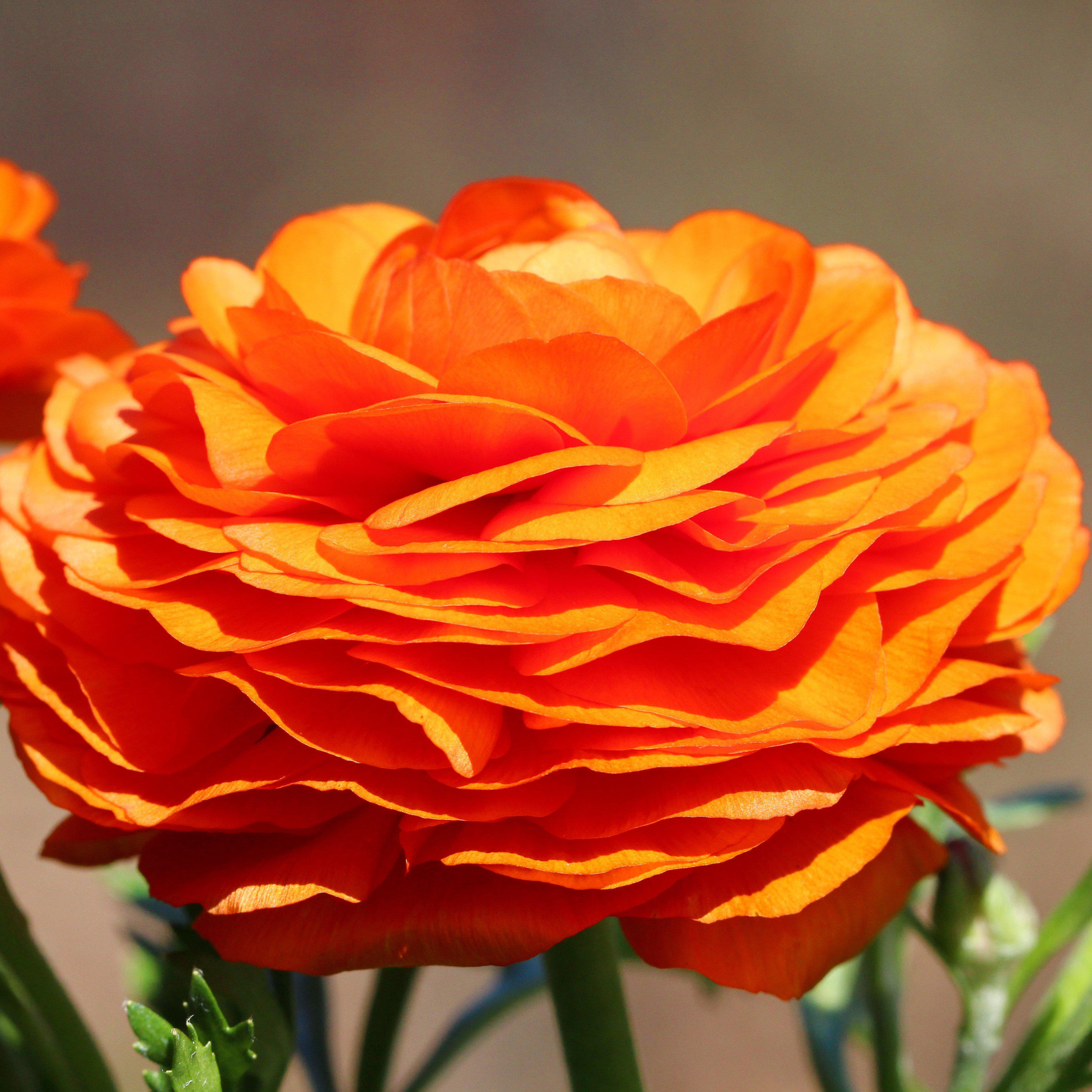 Ranunculus Sunset Bulbs For Sale | Sunset Ranunculus – Easy To Grow Bulbs