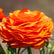 Ranunculus Sunset Bulbs For Sale | Sunset Ranunculus – Easy To Grow Bulbs
