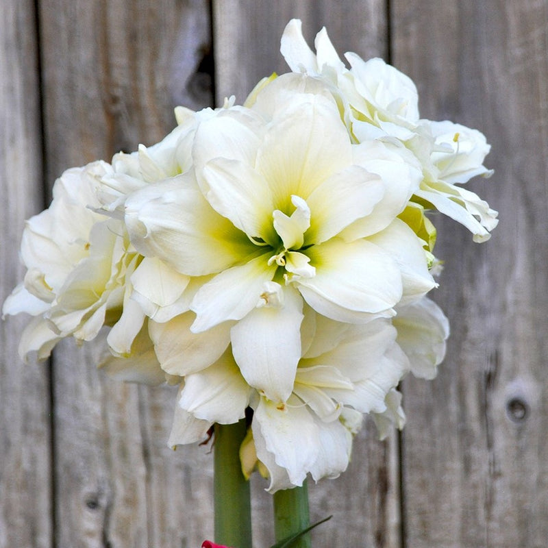 blooming white snow drift amaryllis