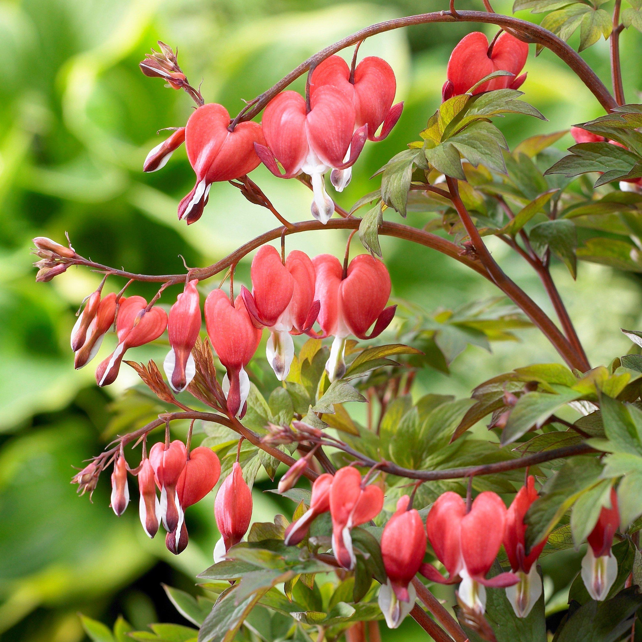 Red Bleeding Heart Plants For Sale Dicentra Valentine Easy To Grow red-bleeding-heart-plants-for-sale-dicentra-valentine-easy-to-grow