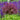 Burgundy Allium Bloom