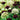 White and Burgundy Allium Blooms