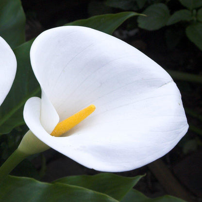 white calla lily plants Stunning White Calla Lily Aethiopica Bulbs For Sale