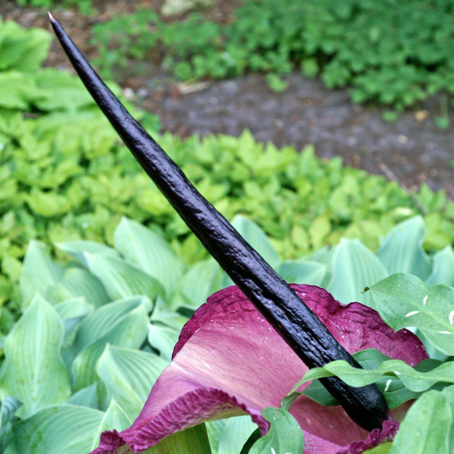 dracula lily flower Nearly-Black Voodoo Lily Bulbs for Sale