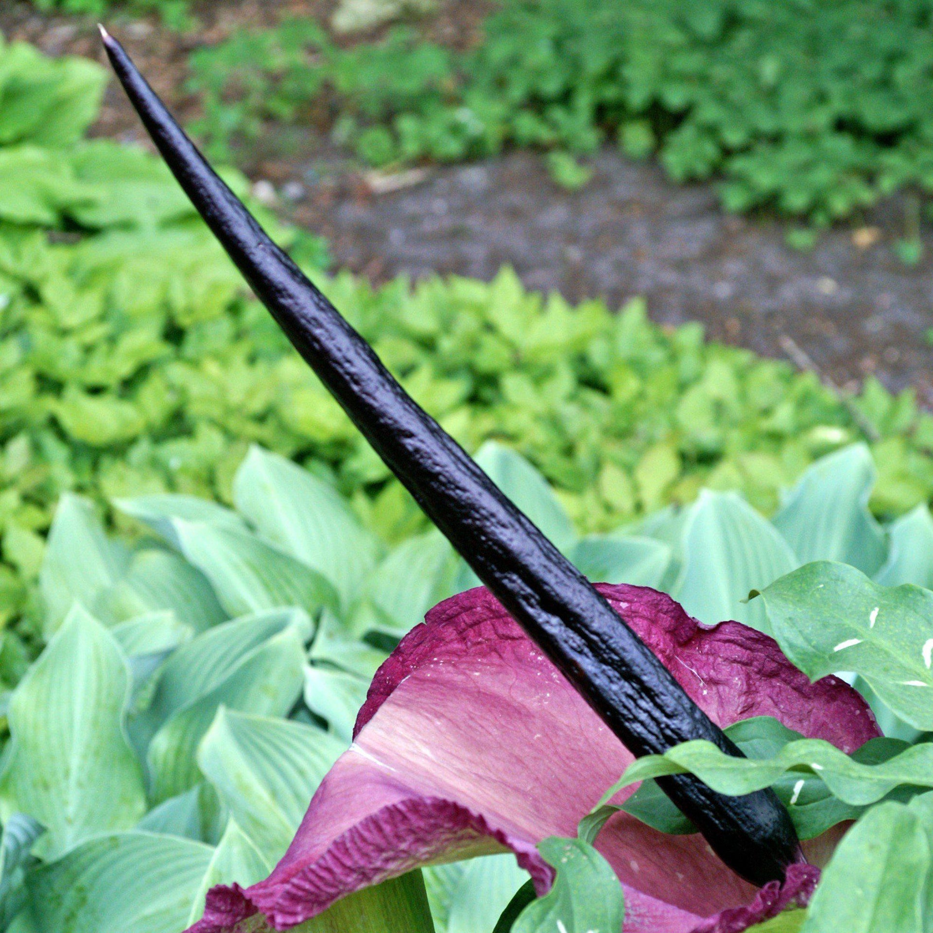 Voodoo Lily