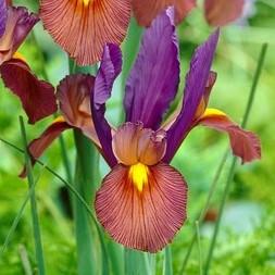 Yellow and red Dutch iris 
