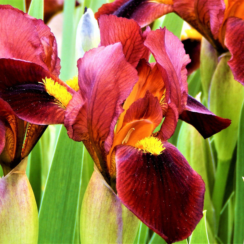 Dutch Iris Spring Sparkle Mix Flowers 