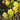 Planted Winter Aconite Yellow Flowers
