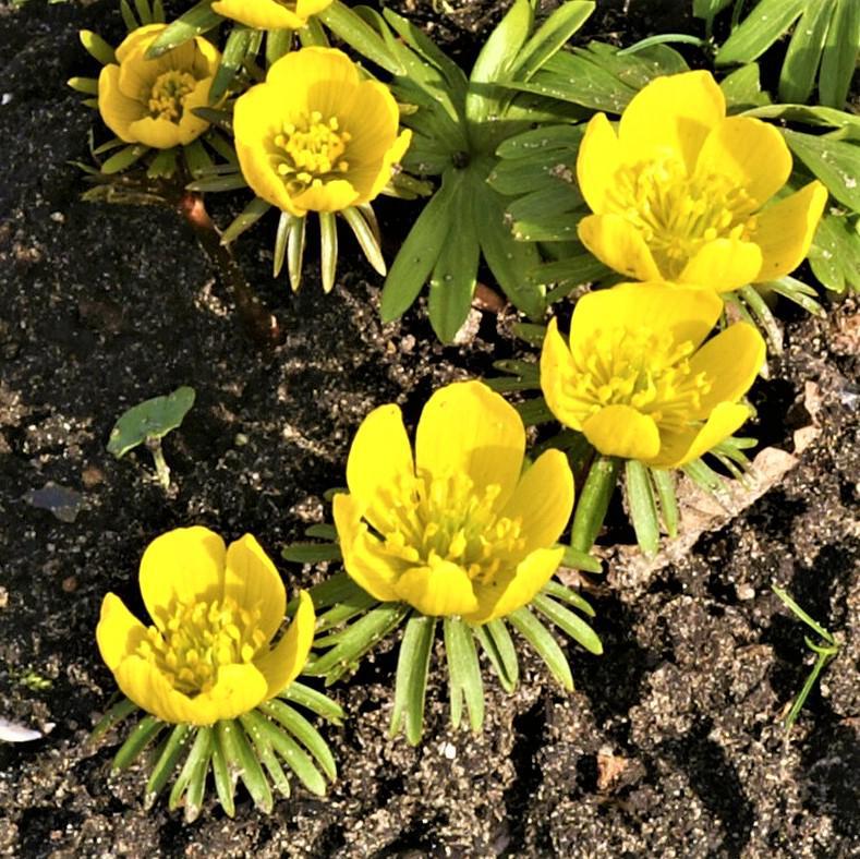 Yellow Planted Eranthis Flowers