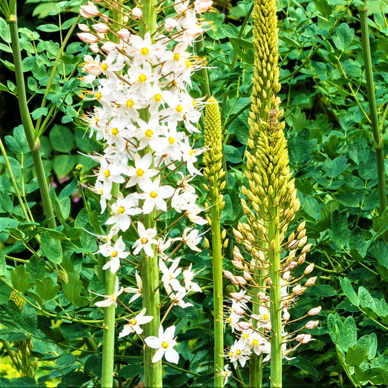 Blooming Foxtail Lily