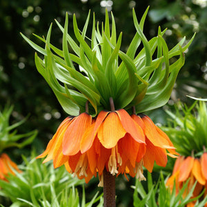 Stunning Orange Crown Imperial Aurora Fritillaria