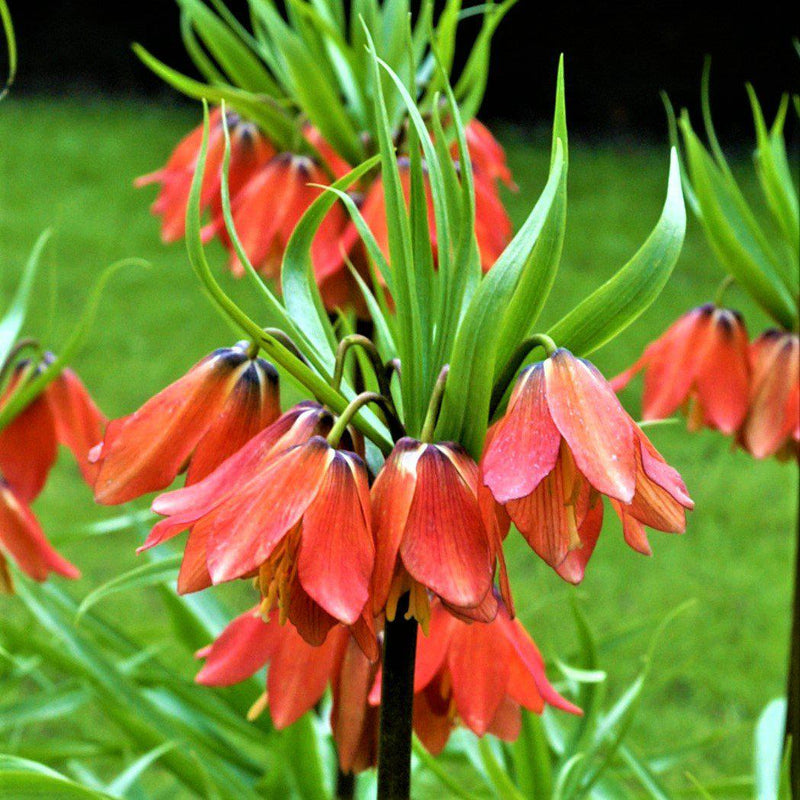 Green-Tufted Crown Imperial Red Fritillaria