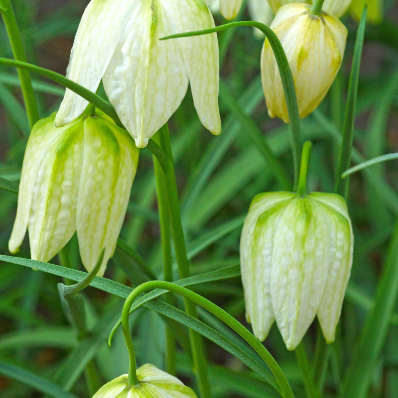 Delicate White Checks on an Up-close View of the Fritillaria