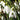 Multiple White Nivalis Galanthus Flowers