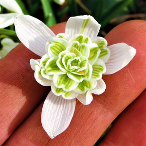 White and Green Double Snowdrop Galanthus Bloom