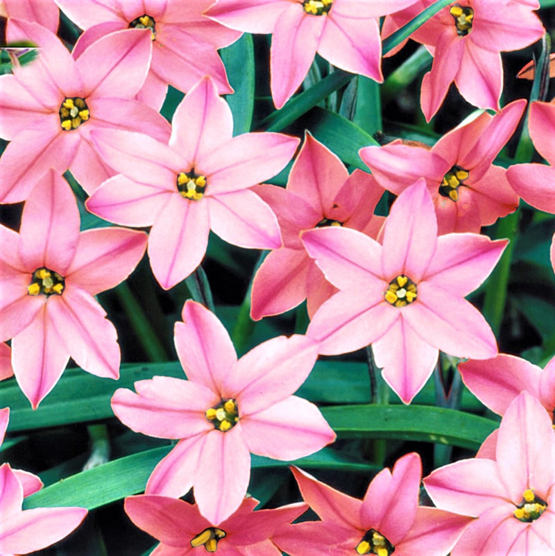 Pink and White Starflowers Blooms