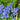 Blooming blue spanish bluebells