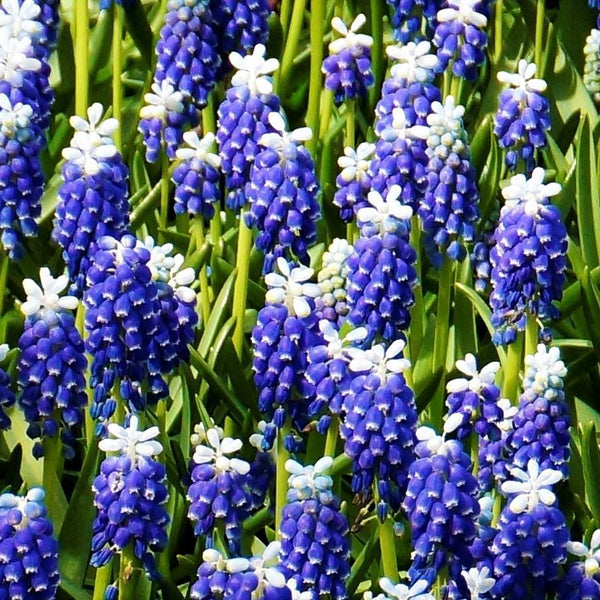 Fragrant Flower Bulbs for Sale Grape Hyacinths Easy To