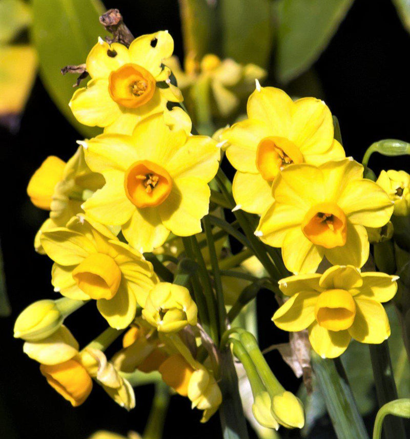 Sunny Narcissus Baby Boomers