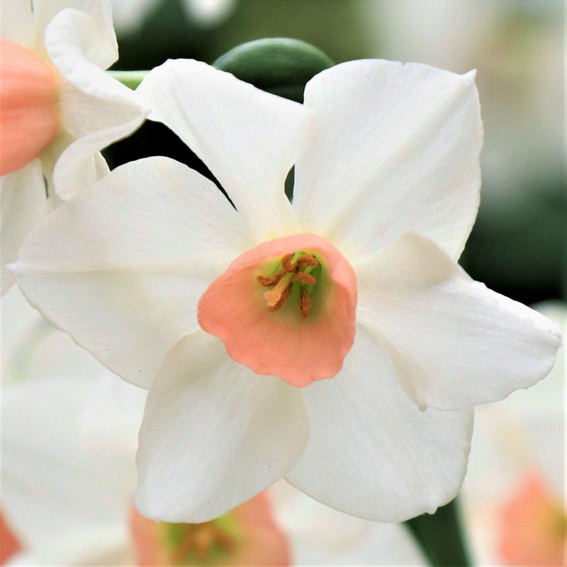 Bell Song sports a baby pink cup encircled by ivory petals that lighten to white as they mature