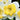 White and Lemon Yellow Narcissus Bella Estrella