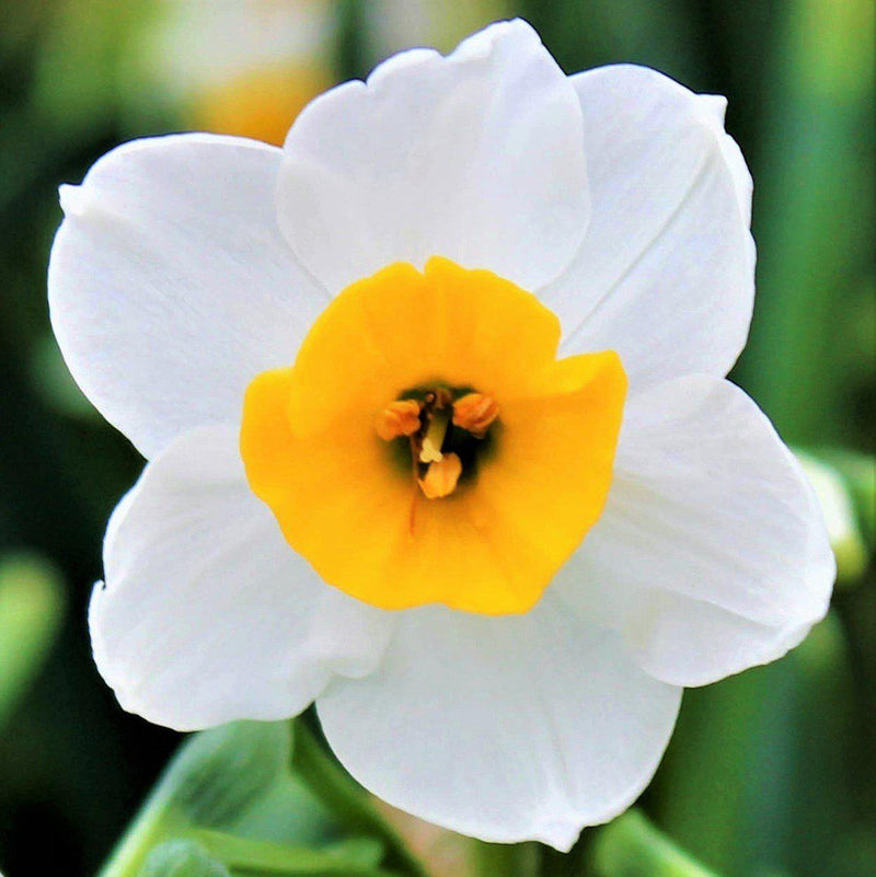 Pretty White and Yellow Daffodil