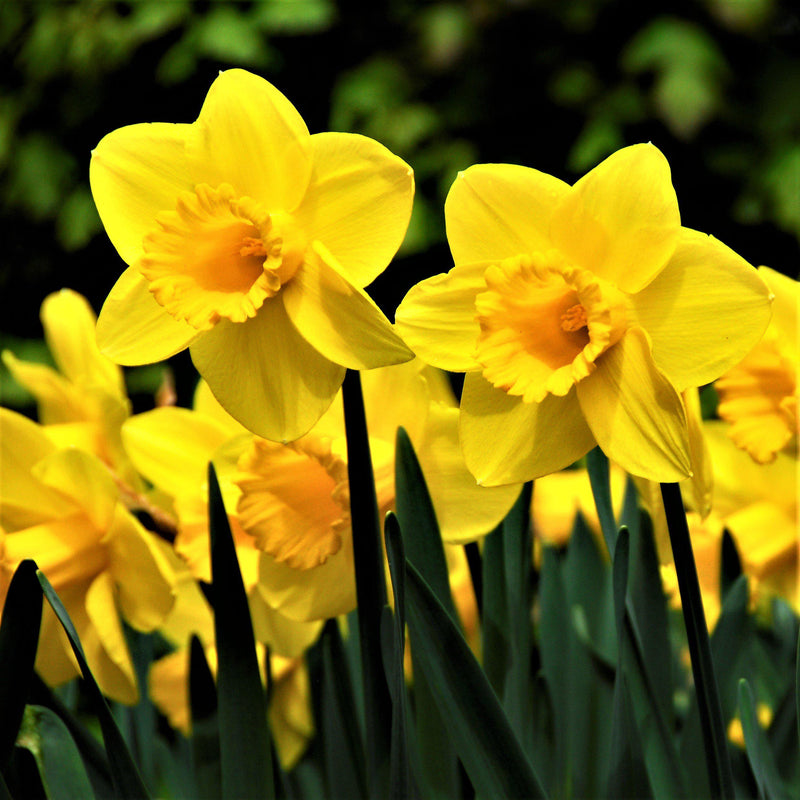 Solid Yellow Daffodils