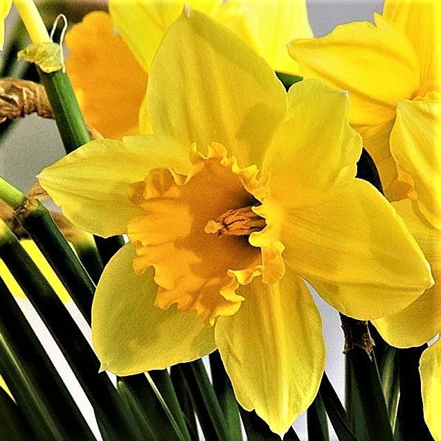 Sunny Yellow Narcissus Carlton