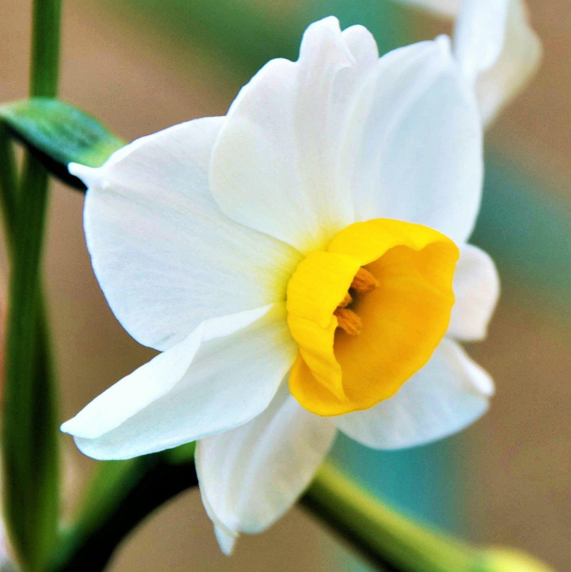 white lily in chinese Narcissus