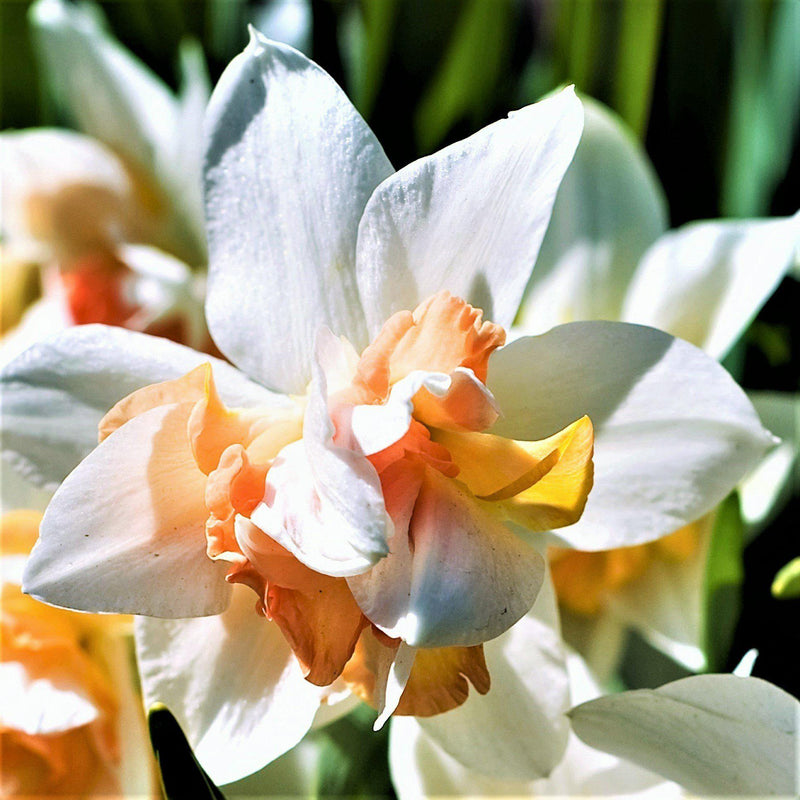 White and Golden Narcissus Constantinople