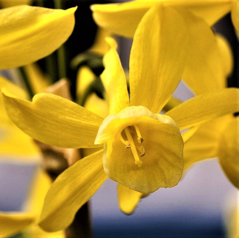 Bright Yellow Narcissus Hawera