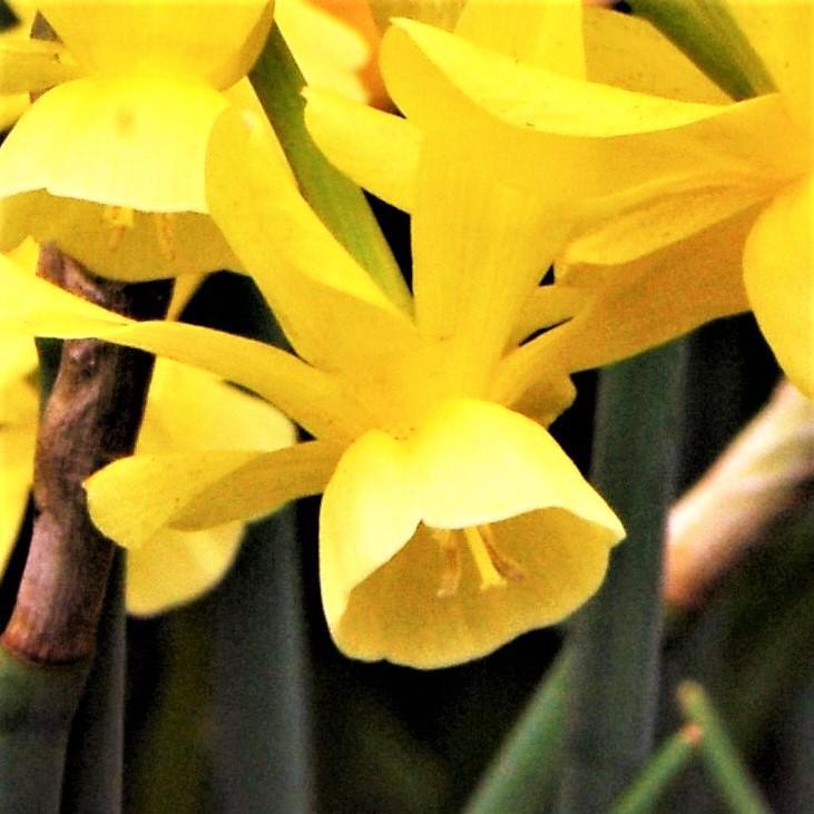 Yellow Narcissus Hawera