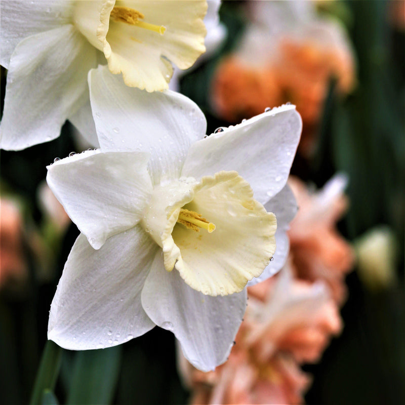 Light Yellow and White Narcissus Mount Hood