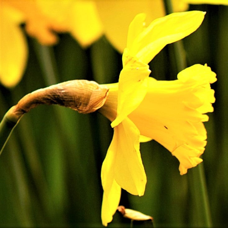 Yellow Daffodil Side View
