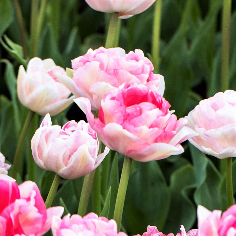 Soft Pink Angelique Tulips