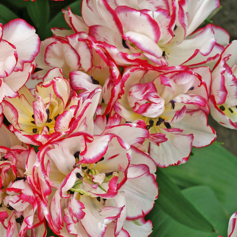White and Hot Pink Belicia Tulip