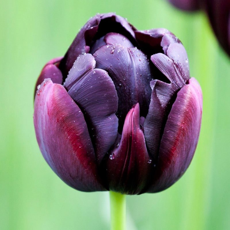 Beautiful, Dark Black Hero Tulip