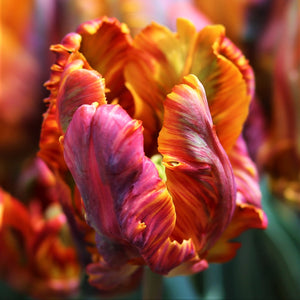 Reddish Orange Blumex Tulip 